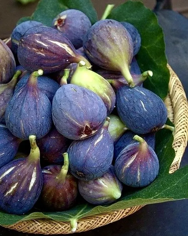 Thai_Five_Finger_Fig,Anjeer_Fruit_Plant