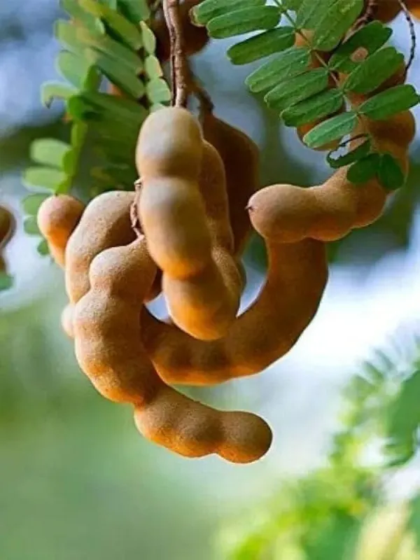 Thai_Grafted_Sweet_Tamarind_Plant,_Sweet_Imli_Tree