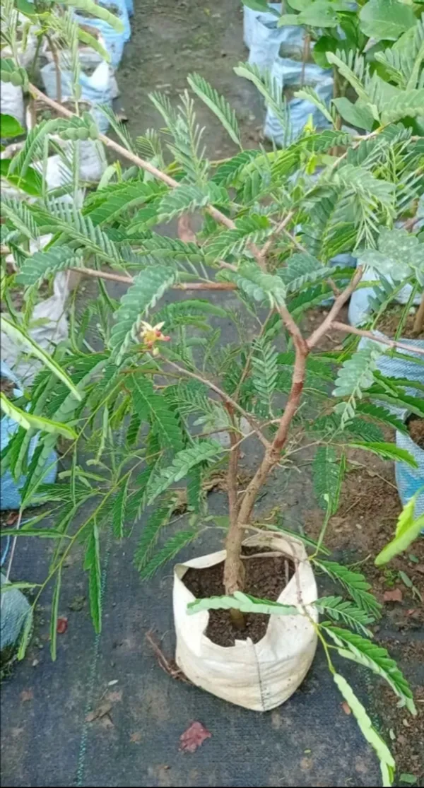 Thai_Grafted_Sweet_Tamarind_Plant,_Sweet_Imli_Tree