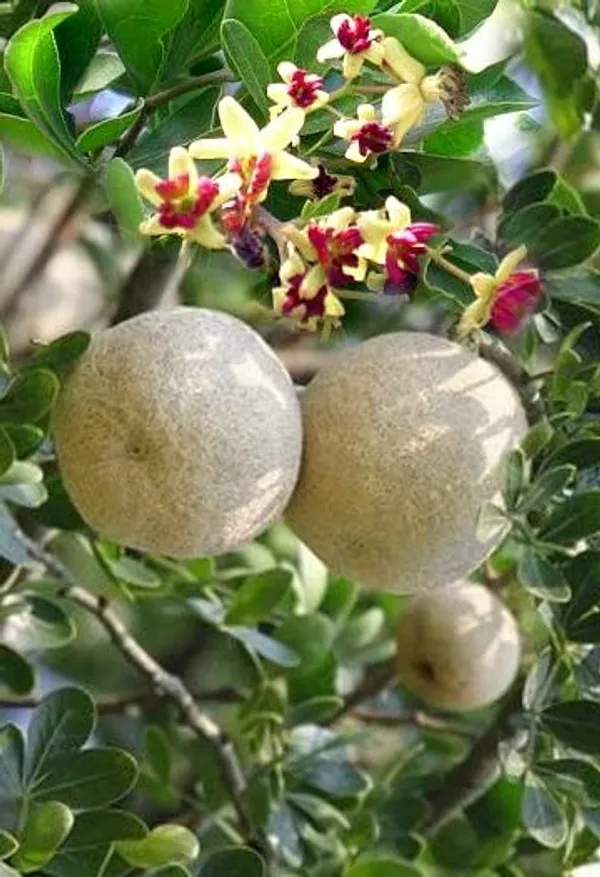 Thai_Grafted_Wood_Apple_Plant