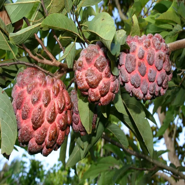 Thai_Red_Sugar_Apple_Sitafal__Fruit_Plant_-_Rare_Red_Custard_Apple_Grafted__Plants_&_Tree