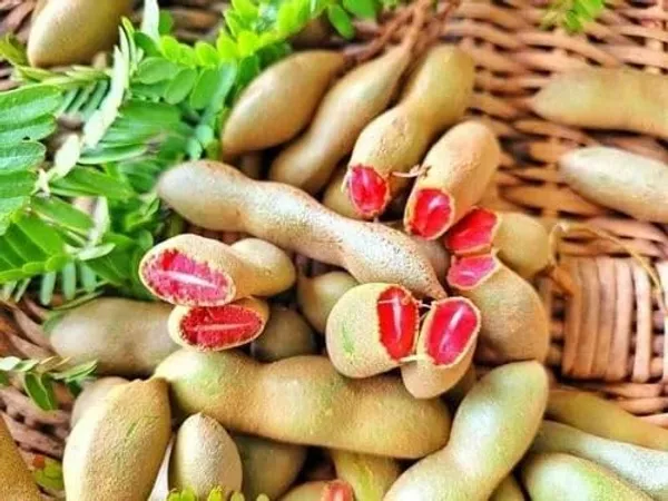 Thai_Red_Tamarind/Tamarindus_Indica,Lal_Tatul(Grafted/Guti_Kolom)_Healthy__Plant,Thailand_Variety