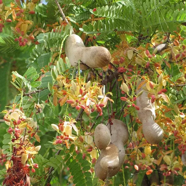 Thai_Red_Tamarind/Tamarindus_Indica,Lal_Tatul(Grafted/Guti_Kolom)_Healthy__Plant,Thailand_Variety