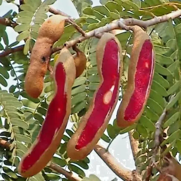 Thai_Red_Tamarind/Tamarindus_Indica,Lal_Tatul(Grafted/Guti_Kolom)_Healthy__Plant,Thailand_Variety