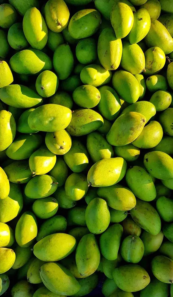 Totapuri_Mango_Plant