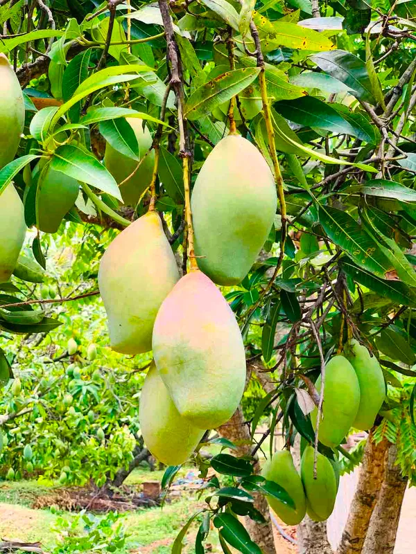 Totapuri_Mango_Plant