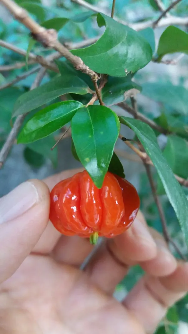 Tropical_Taste_Of_Hawaii:_The_Sublime_Surinam_Cherry