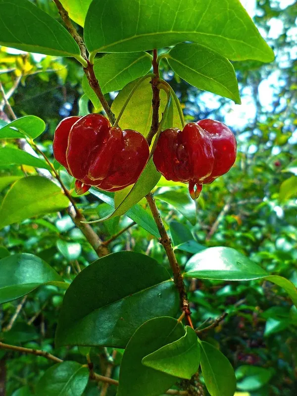 Tropical_Taste_Of_Hawaii:_The_Sublime_Surinam_Cherry