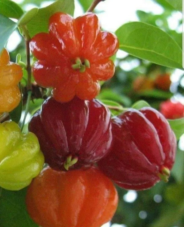 Tropical_Taste_Of_Hawaii:_The_Sublime_Surinam_Cherry