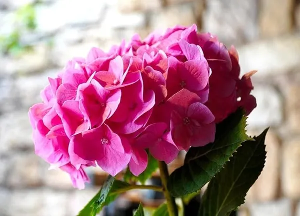 Hybrid_Pink_Hydrangea_Flower_Plant_Healthy_Flower_Plant_For_Home_Garden_Indoor_Outdoor_Plants