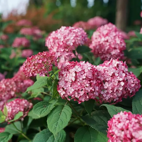 Hybrid_Pink_Hydrangea_Flower_Plant_Healthy_Flower_Plant_For_Home_Garden_Indoor_Outdoor_Plants