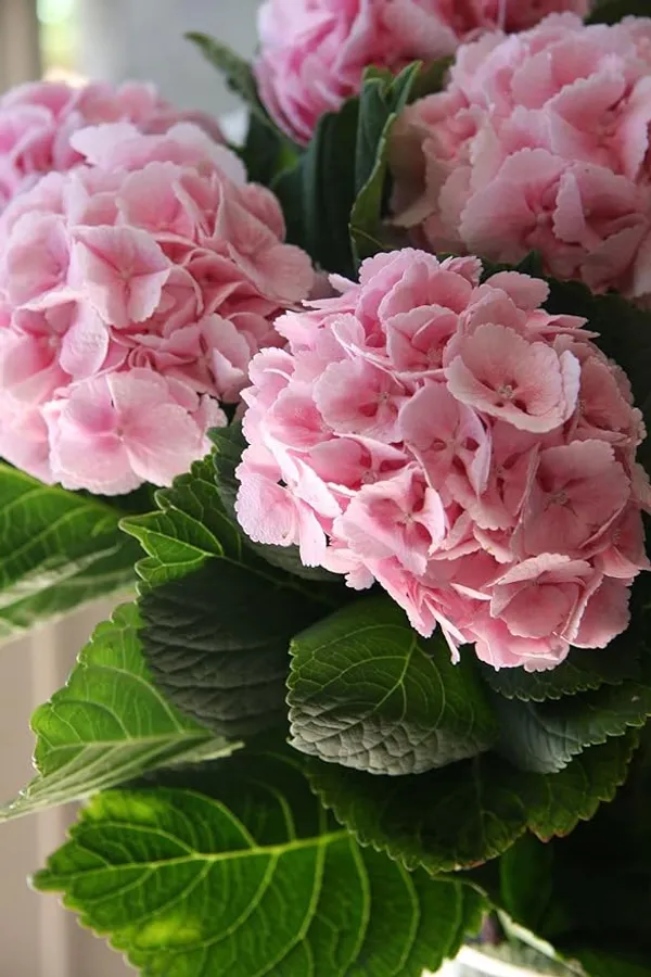 Hybrid_Pink_Hydrangea_Flower_Plant_Healthy_Flower_Plant_For_Home_Garden_Indoor_Outdoor_Plants