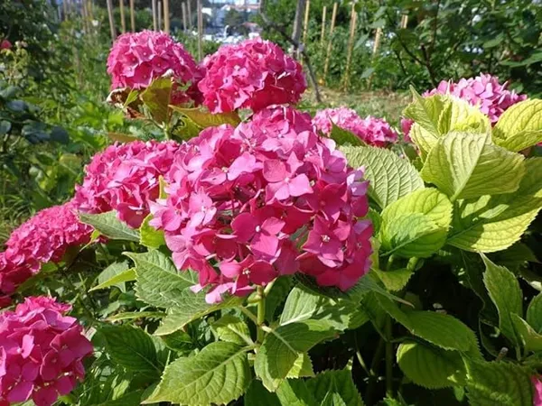 Hybrid_Pink_Hydrangea_Flower_Plant_Healthy_Flower_Plant_For_Home_Garden_Indoor_Outdoor_Plants
