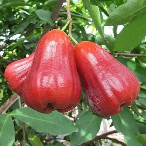 Tai_Red_Chamba__Plant_Water_Apple__Plants_(Syzygium_Samarangense)_Home_Gardening_Indoor_Outdoor_Fruit__Plants