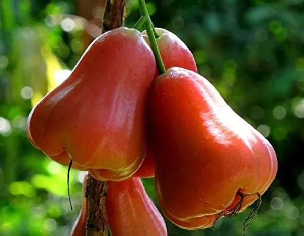 Tai_Red_Chamba__Plant_Water_Apple__Plants_(Syzygium_Samarangense)_Home_Gardening_Indoor_Outdoor_Fruit__Plants