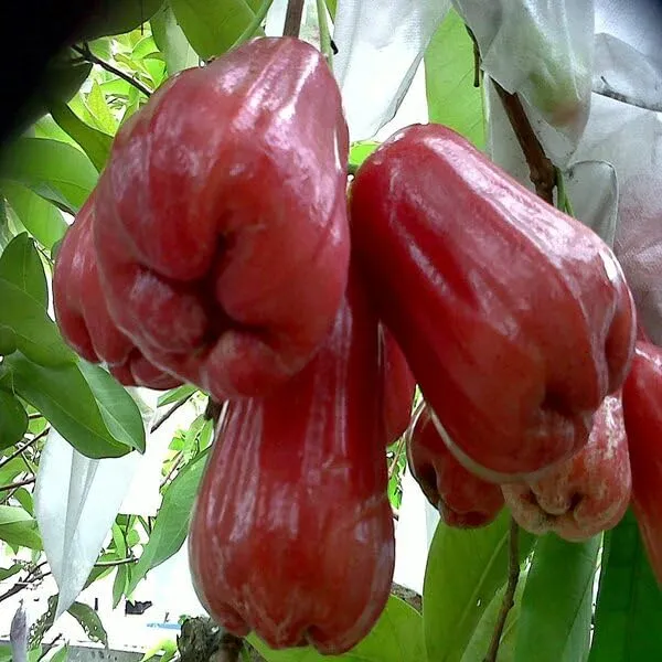 Tai_Red_Chamba__Plant_Water_Apple__Plants_(Syzygium_Samarangense)_Home_Gardening_Indoor_Outdoor_Fruit__Plants