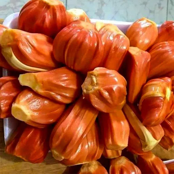 Red_Jackfruit_Tree_Is_The_Trending_Jackfruit_Tree__Plant
