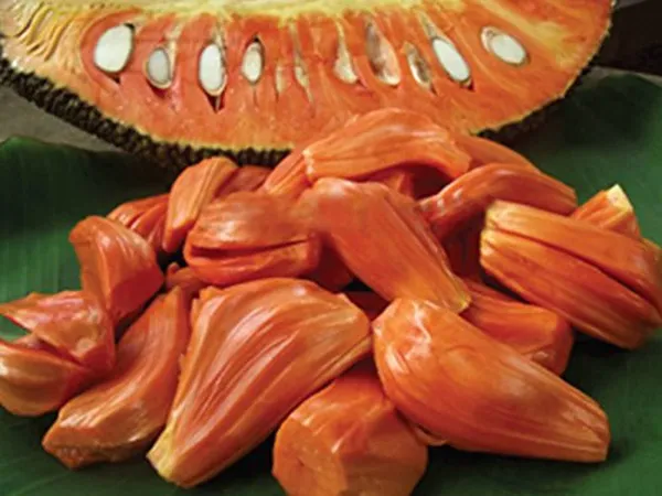 Red_Jackfruit_Tree_Is_The_Trending_Jackfruit_Tree__Plant