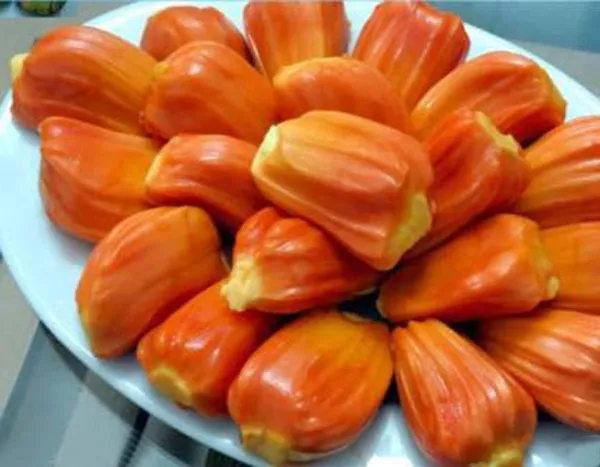 Red_Jackfruit_Tree_Is_The_Trending_Jackfruit_Tree__Plant