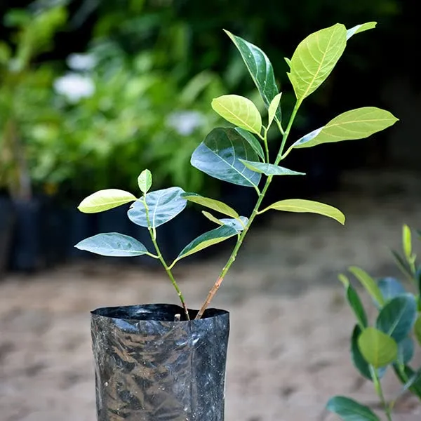 Red_Jackfruit_Tree_Is_The_Trending_Jackfruit_Tree__Plant