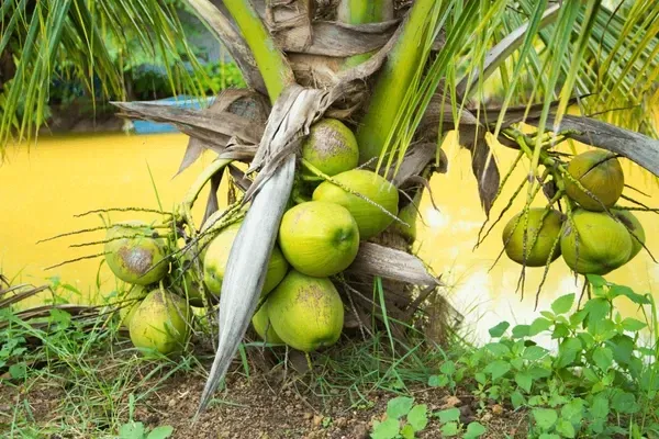 Vietnam_Coconut_Plant._Dwarf_/_Grafted_And_Hybrid_Plants