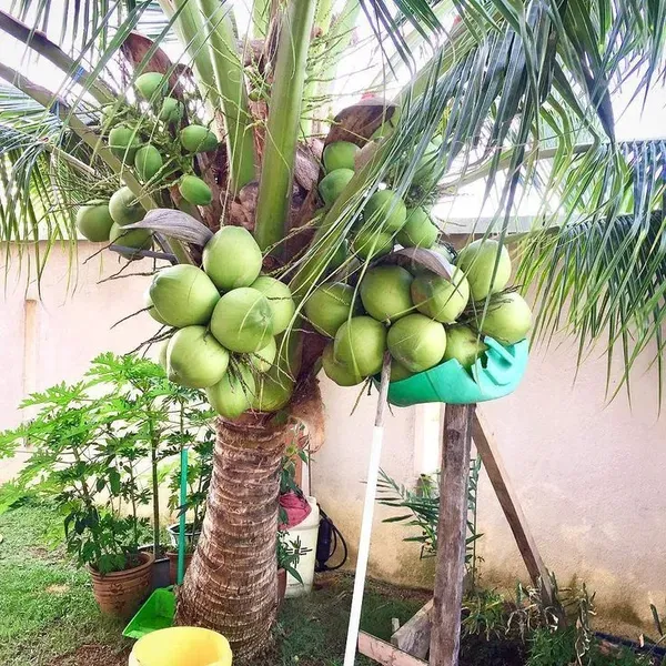 Vietnam_Coconut_Plant._Dwarf_/_Grafted_And_Hybrid_Plants