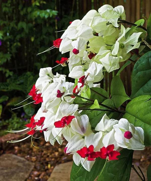 Very_Cute_White_Bleeding_Heart_Vine_Flower_Clerodandrum_Thomsoniae_Lamprocapnos_Spectabilis__Plant_Original_Variety_Outdoors_Flower_Plant