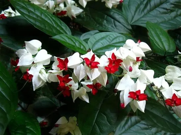 Very_Cute_White_Bleeding_Heart_Vine_Flower_Clerodandrum_Thomsoniae_Lamprocapnos_Spectabilis__Plant_Original_Variety_Outdoors_Flower_Plant