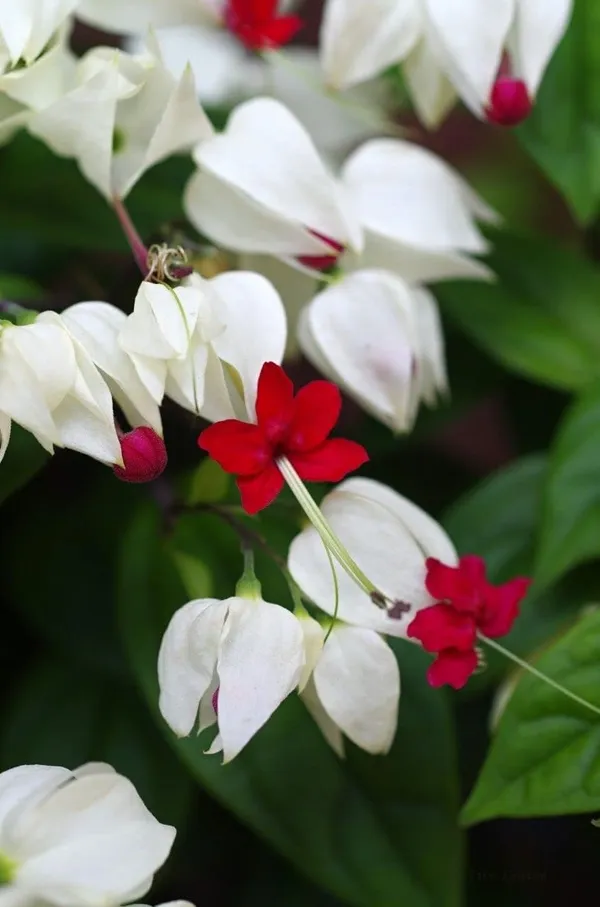 Very_Cute_White_Bleeding_Heart_Vine_Flower_Clerodandrum_Thomsoniae_Lamprocapnos_Spectabilis__Plant_Original_Variety_Outdoors_Flower_Plant