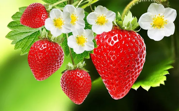Strawberry_Delicious_Fruit_Plant_For_Home_&_Gardening_Plant_-_Healthy__Plant_-_Pack_Of_1