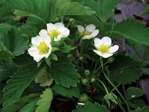 Strawberry_Delicious_Fruit_Plant_For_Home_&_Gardening_Plant_-_Healthy__Plant_-_Pack_Of_1