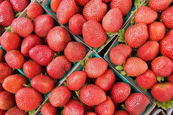 Strawberry_Delicious_Fruit_Plant_For_Home_&_Gardening_Plant_-_Healthy__Plant_-_Pack_Of_1