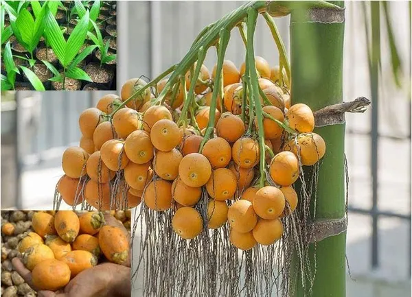 Hybrid_Dwarf_Arecanut_Betel_Nut_Supari_Plant-_2_Feet_Height