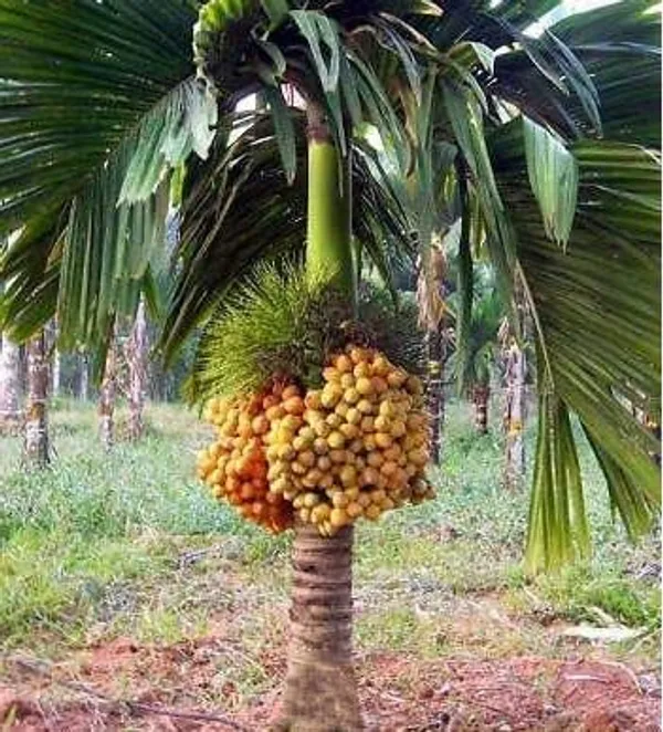 Hybrid_Dwarf_Arecanut_Betel_Nut_Supari_Plant-_2_Feet_Height