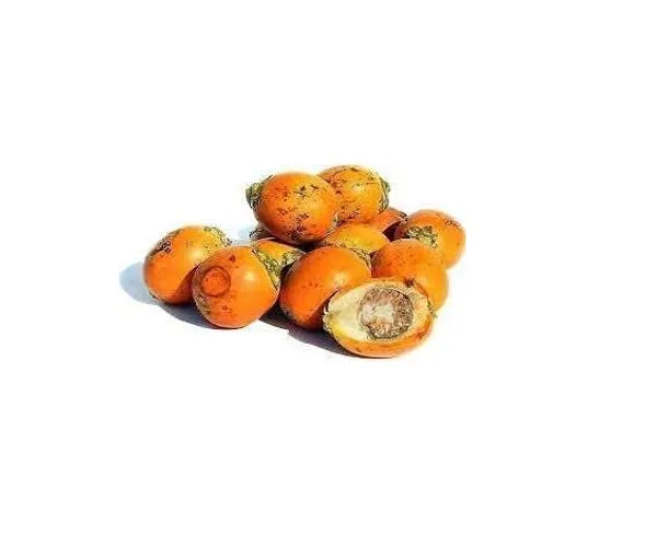 Hybrid_Dwarf_Arecanut_Betel_Nut_Supari_Plant-_2_Feet_Height