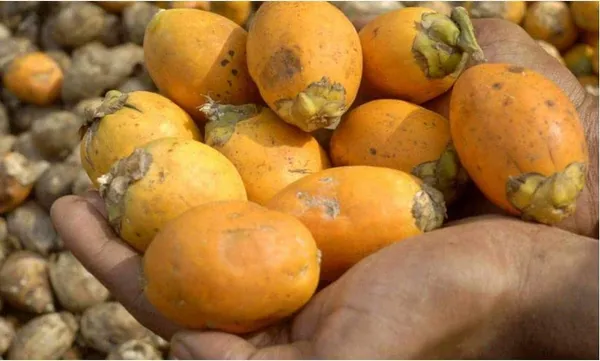 Hybrid_Dwarf_Arecanut_Betel_Nut_Supari_Plant-_2_Feet_Height