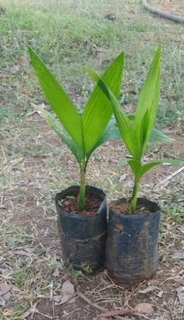 Hybrid_Dwarf_Arecanut_Betel_Nut_Supari_Plant-_2_Feet_Height