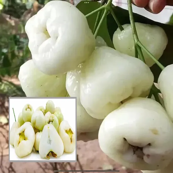 White_Wax_Apple_Water_Apple_Java_Apple_Jamrul_Chamba_Layering/Grafted_Fruit__Plant_(1.5-3_Feet_Height)