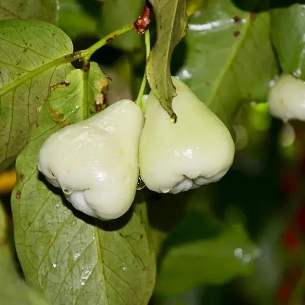 White_Wax_Apple_Water_Apple_Java_Apple_Jamrul_Chamba_Layering/Grafted_Fruit__Plant_(1.5-3_Feet_Height)