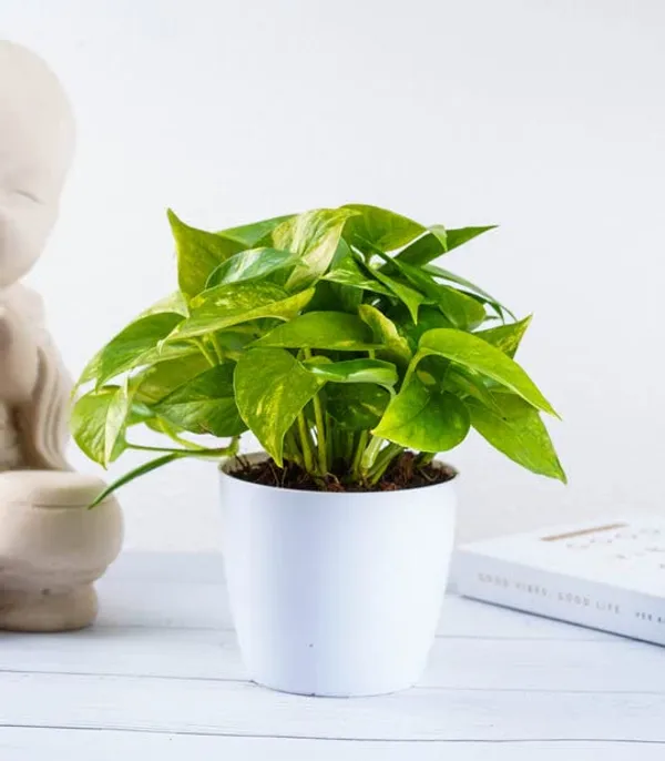 Money_Plant_Scindapsus_Green_(Medium_Size)