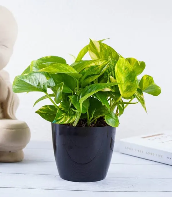 Money_Plant_Scindapsus_Green_(Medium_Size)