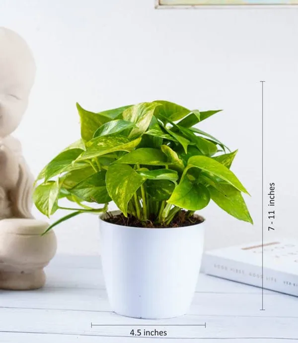 Money_Plant_Scindapsus_Green_(Medium_Size)