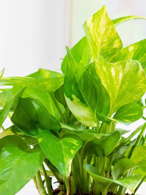 Money_Plant_Scindapsus_Green_(Medium_Size)