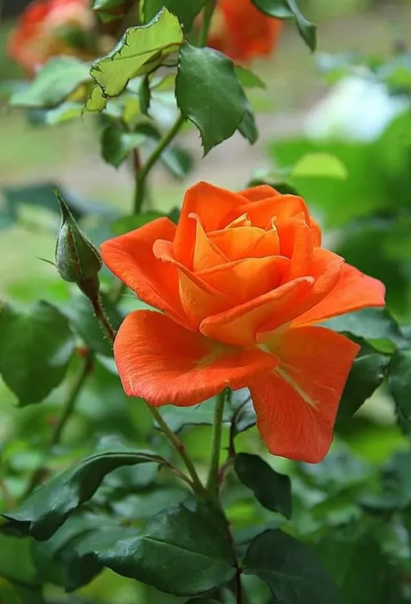 Rose_Plant_(Yellow-Red)
