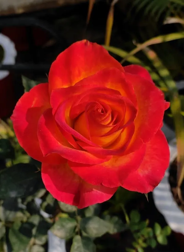 Rose_Plant_(Yellow-Red)
