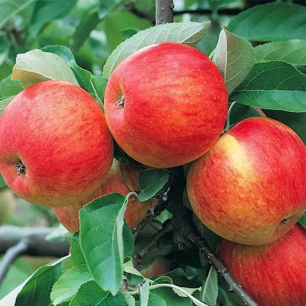 Apple_Plant_(Hrmn_99)_Grafted__Apple_Plant