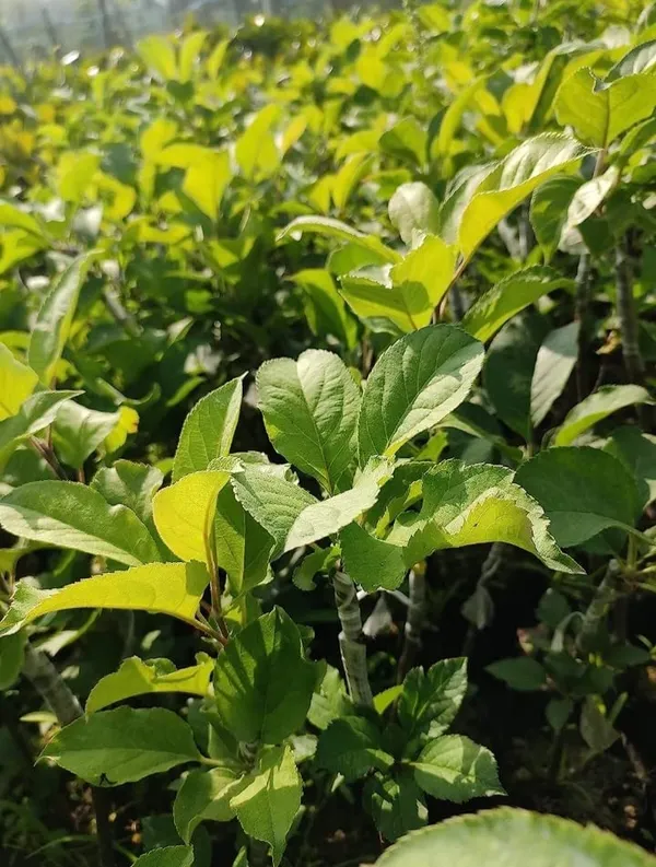 Apple_Plant_(Hrmn_99)_Grafted__Apple_Plant