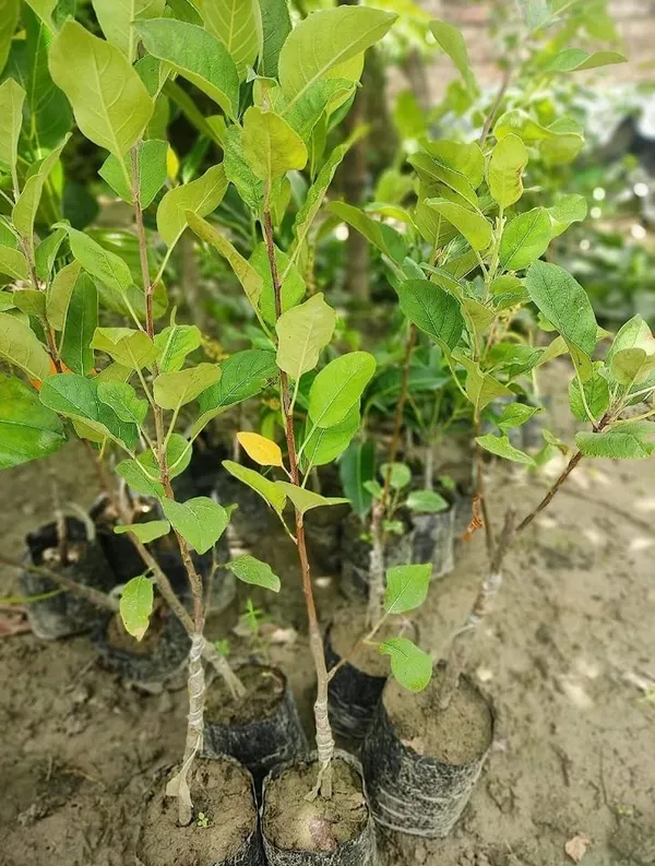 Apple_Plant_(Hrmn_99)_Grafted__Apple_Plant