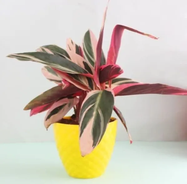 Calathea_Triostar,_Stromanthe_Sanguinea_Triostar_?_Plant