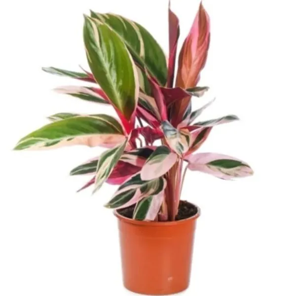 Calathea_Triostar,_Stromanthe_Sanguinea_Triostar_?_Plant